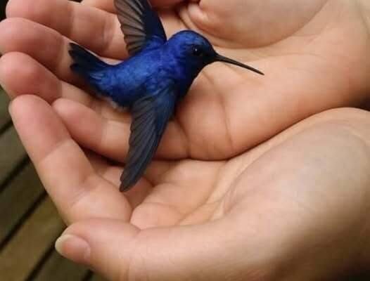 Did You Know That If a Hummingbird Comes to Your Home, It Means Something Special?